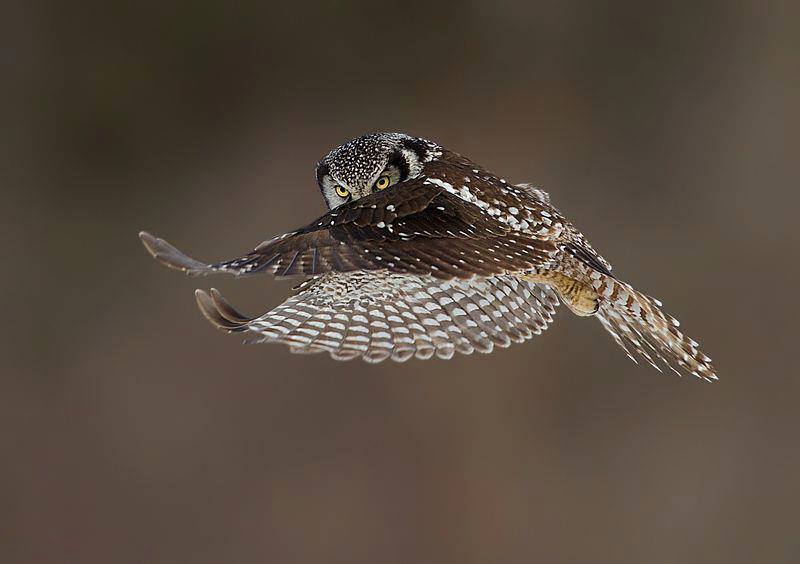 Adversity - soaring above it